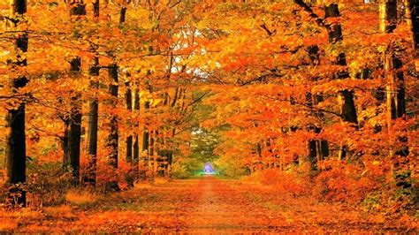 Free Download Fall Pictures 1080p. | Fall pictures, Autumn trees, Fall wallpaper