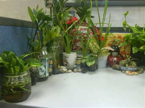 Garden Chronicles of James David: Indoor Plants - Office Cubicle