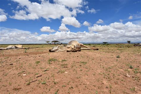 Drought in Ethiopia: “This is a climate crisis” | by Tuva Raanes Bogsnes | Medium