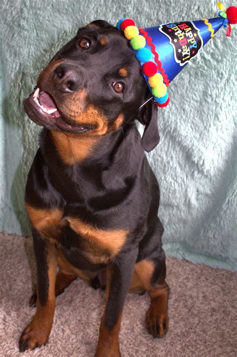 Rottweiler's 1st Birthday | Rottweiler dog, Rottweiler, Rottweiler love