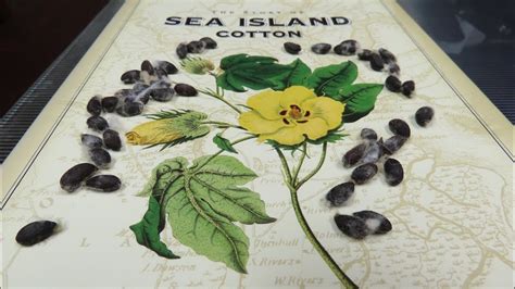 Sea Island Cotton An Introduction to its Revival - YouTube