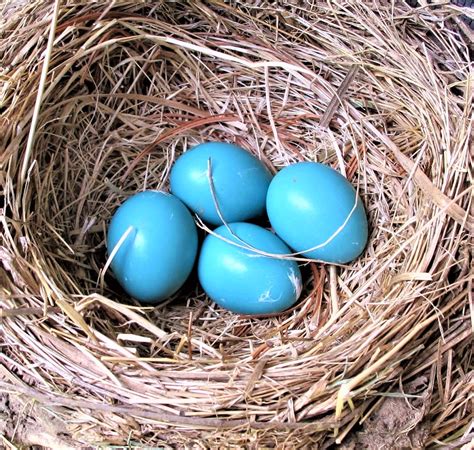 BARRY the BIRDER: Blue Jay (Cyanocitta cristata) eggs...