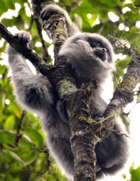 Silvery Gibbon - Facts, Diet & Habitat Information