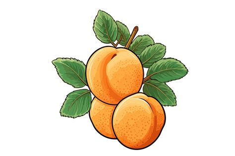 Apricot Clipart Graphic by Illustrately · Creative Fabrica