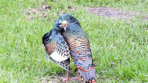 Ocellated Turkey: Species in World Land Trust reserves