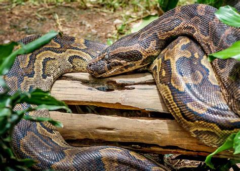 31 African Rock Python Facts (Both Species) Africa's Largest Snake ...