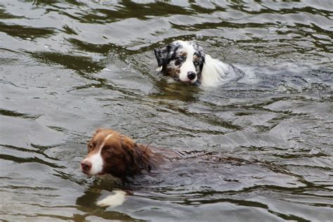 Amazing Canine Rushes to Rescue Struggling Dog After He Falls Into Pool - Inspired Motivation ...