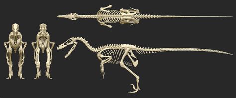 Velociraptor Skeleton by Art-Minion-Andrew0 on DeviantArt