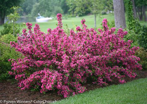 Sonic Bloom® Pink - Reblooming Weigela - Weigela florida Images ...