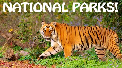 10 Biggest National Parks Of India - Tens Of India - YouTube