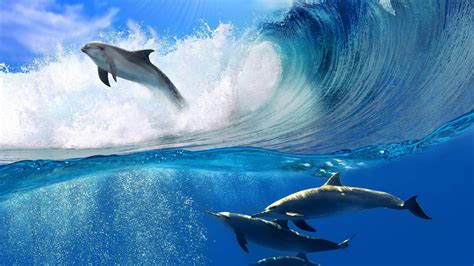 Dolphins Jumping Wallpapers - Wallpaper Cave