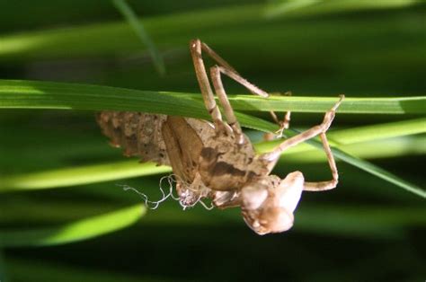 dragonfly larvae