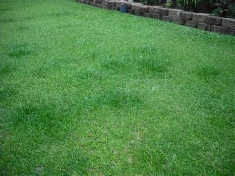 Green Square Natural Lawn Grass In Golf Course, 5 Feet at Rs 3.5/sq ft in New Delhi