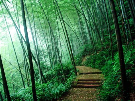 Bamboo forest, China - Bing Images | Trees, forests, and gardens | Pinterest | Tree forest