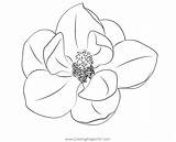 Magnolia Coloring Page For Kids  Free Magnolias Printable sketch template