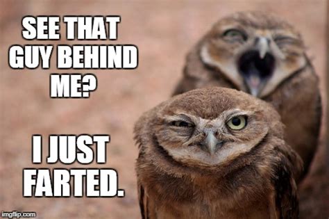 Funny Owl Memes