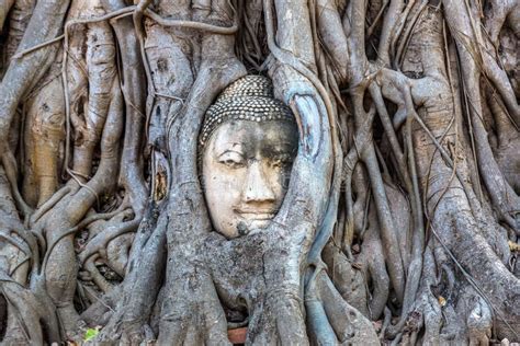 Ayutthaya Head of Buddha Statue Stock Photo - Image of sculpture ...