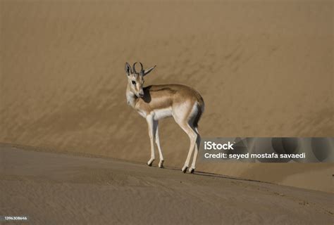 The Rhim Gazelle Or Rhim Also Known As The Slenderhorned Gazelle ...