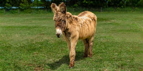 Meet the new adoption donkeys | The Donkey Sanctuary