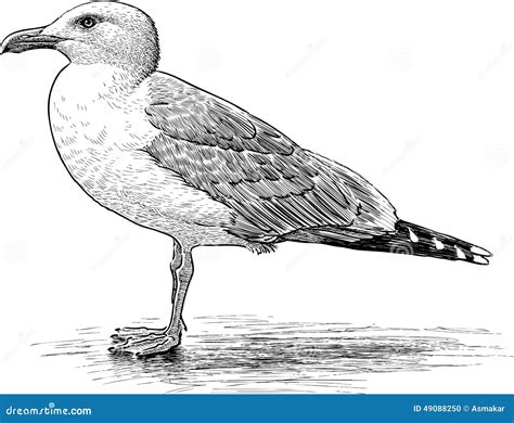 Big sea gull stock vector. Illustration of drawn, tail - 49088250