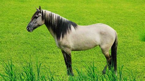 All About Grulla Horses: Facts, Traits, Temperament & Breeding | by ...