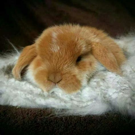 146 best images about Sleeping bunnies on Pinterest | House rabbit, So tired and Sleeping beauty