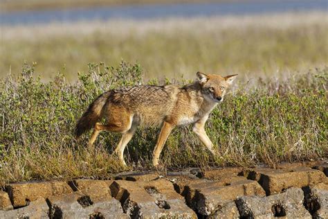 With coyote sightings on the rise in The Woodlands, officials offer ...