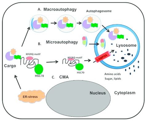 Schematic illustrations of different types of autophagy. (A) During ...