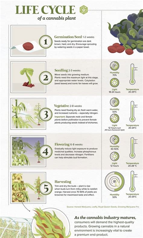 Learn more about the Cannabis Plant Life Cycle ! - Varijuana | Medical ...