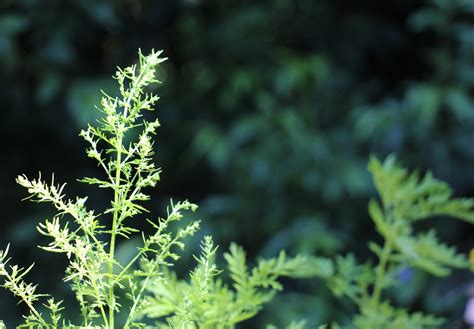 Artemisia Annua - Talking Plants Foundation