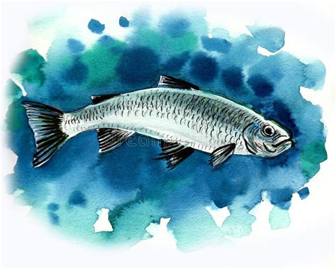 Watercolor fish stock illustration. Illustration of salmon - 124144839