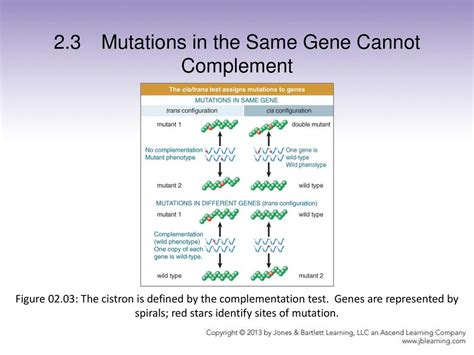 Genes Encode RNAs and Polypeptides - ppt download