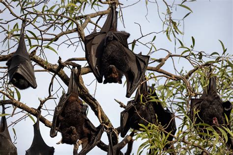 Here are photos of flying foxes from our reporting trip to Australia ...