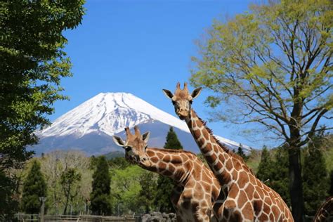 Fuji Safari Park - How to enjoy the famous facility spread out at an altitude of 850 meters at ...