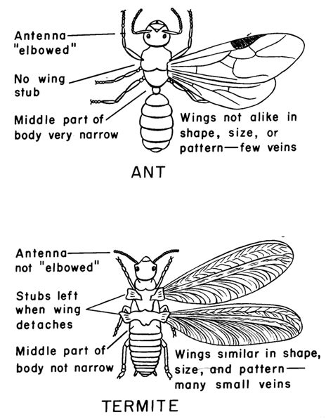 Termite: Termite Anatomy