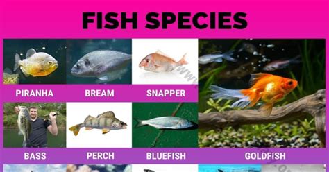 Types of Fish: Interesting List of 50 Different Fish Species around the ...