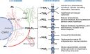 Lipid Mediators in Cardiovascular Physiology and Disease - Cardiovascular Signaling in Health ...