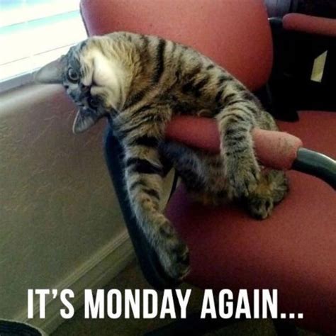 Happy Monday Meme - Funny It's Monday Pics and Images