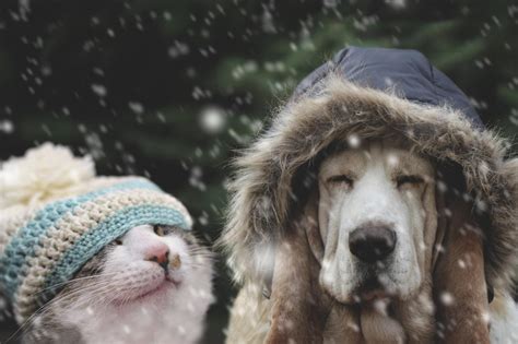 Cold Weather Advice For Pet Owners