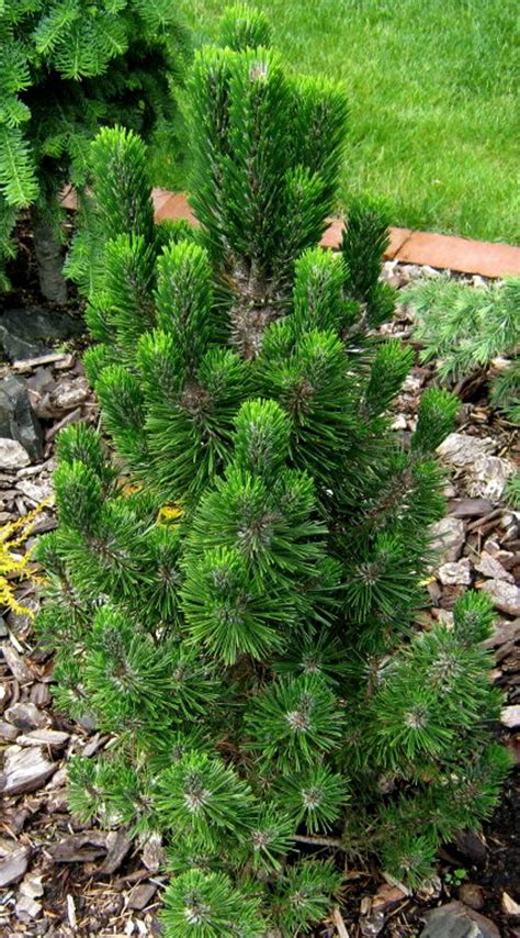 Pinus thunbergiana ' Kotobuki ' Dwarf Japanese Black Pine - Kigi Nursery