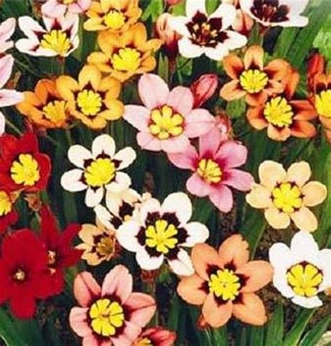 Sparaxis MIX — Plant Wholesale FlorAccess