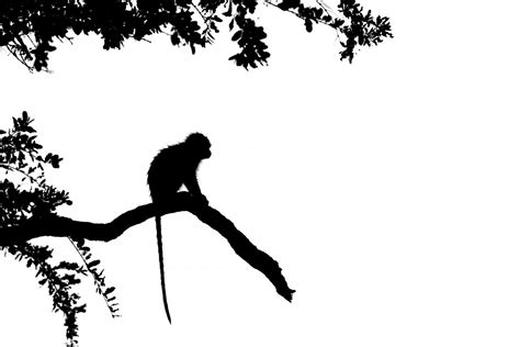 Vervet monkey silhouette / Black and white / Webshop - Richard Guijt ...