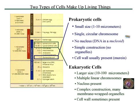 A Tour of the Cell, Part I CHAPTER 4 - ppt download