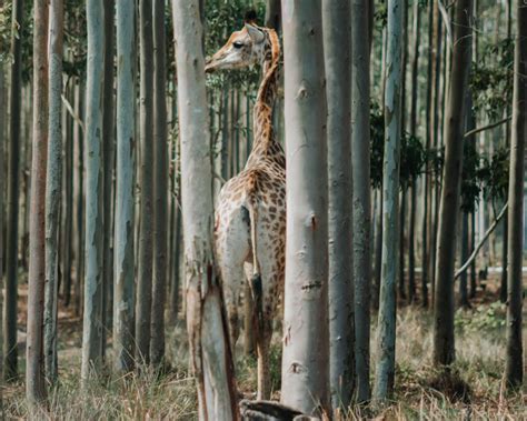 The Ultimate isimangaliso Wetland Park Travel Guide