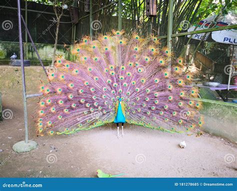 Peacock in zoo editorial image. Image of sculpture, leaf - 181278685