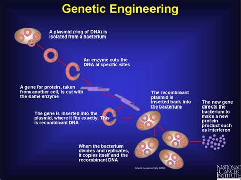 37. Genetic Engineering