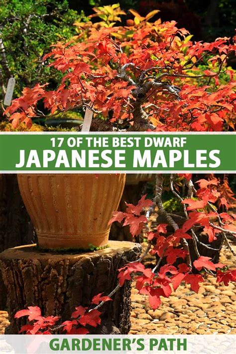 17 of the best dwarf japanese maple varieties – Artofit