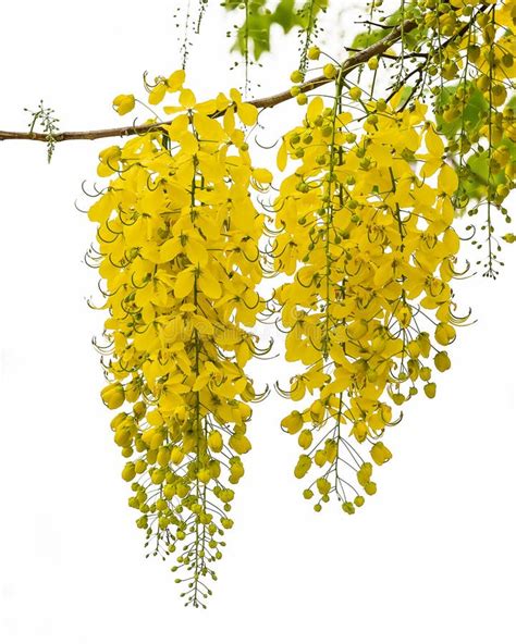 Cassia fistula flower. stock image. Image of decoration - 112848833