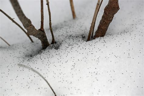 Ohio Birds and Biodiversity: Snow Fleas (you read that correctly)