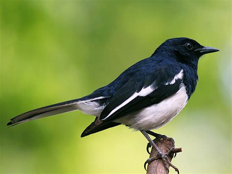 Unveiling the Enigmatic Charm: Exploring the Oriental Magpie-Robin's Mesmerizing Beauty (Video)